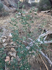 Goodia medicaginea