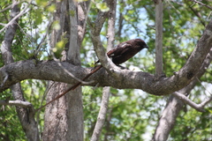 Lanius melanoleucus melanoleucus