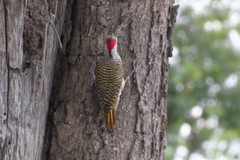 Campethera bennettii bennettii