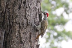 Campethera bennettii bennettii