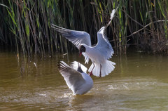 Chroicocephalus ridibundus