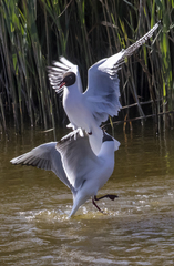 Chroicocephalus ridibundus