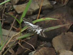 Protographium leosthenes