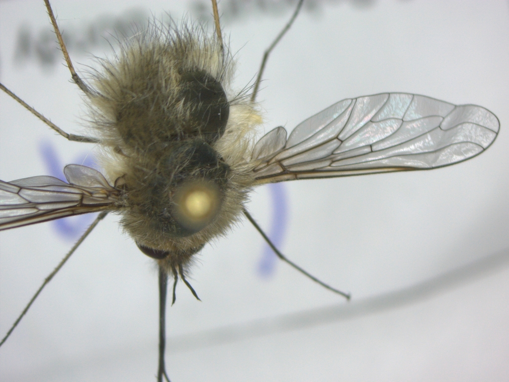Bombylius cinerascens