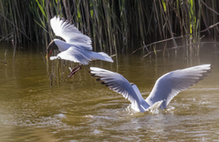 Chroicocephalus ridibundus