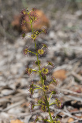 Drosera porrecta