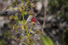 Drosera porrecta
