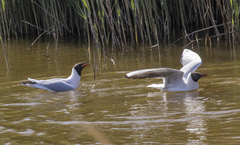 Chroicocephalus ridibundus