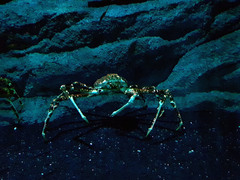 Macrocheira kaempferi