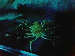 Macrocheira kaempferi