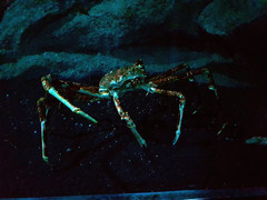 Macrocheira kaempferi