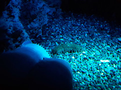 Bathynomus giganteus