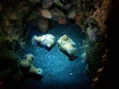 Actinostola carlgreni