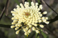 Isopogon sphaerocephalus
