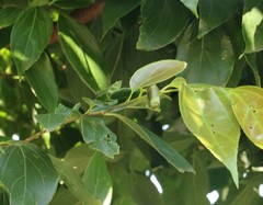 Agomadaranus pardaloides