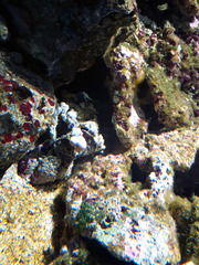 Camposcia retusa