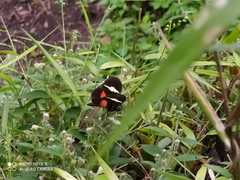 Heliconius clysonymus clysonymus