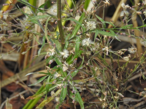 Golovinomyces asterum image