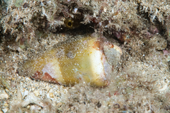 Image of Conus lividus