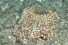 Leptastrea bewickensis