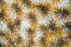 Leptastrea bewickensis