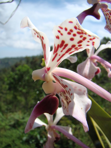 Vanda suavis, photograph 1
