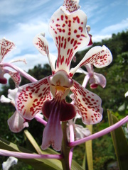 Vanda tricolor
