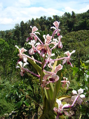 Vanda tricolor