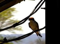 Hirundo smithii smithii