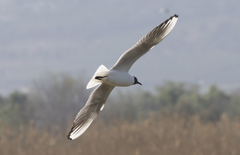 Chroicocephalus ridibundus