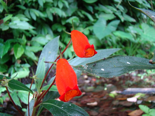 Seemannia sylvatica