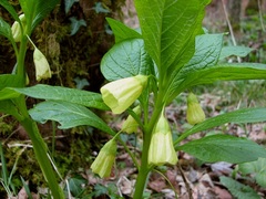 Scopolia carniolica