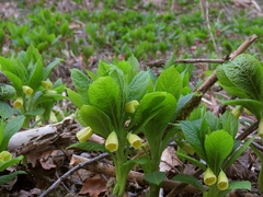 Scopolia carniolica
