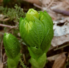 Scopolia carniolica