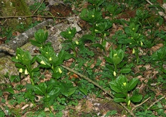Scopolia carniolica