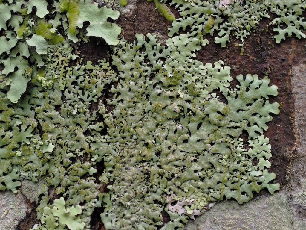 Eyelash Lichens