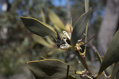 Hakea cyclocarpa