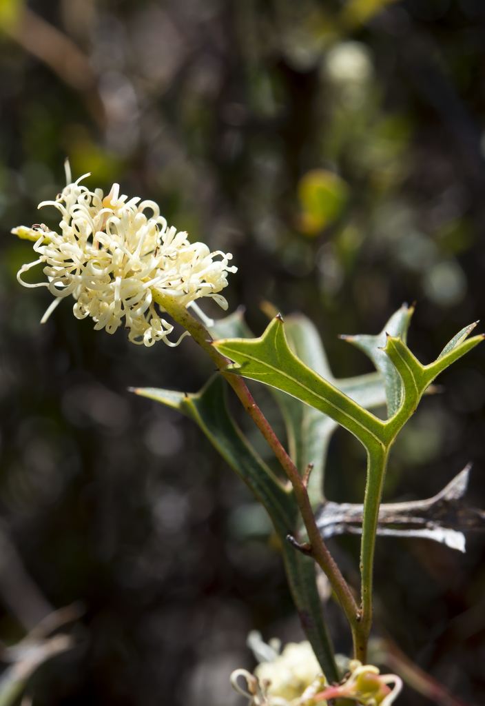 Catkin Grevillea