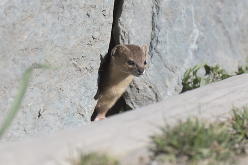 Mountain Weasel
