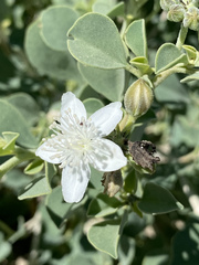 Tribulocarpus dimorphanthus image