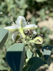 Tribulocarpus dimorphanthus image