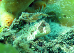 Centropogon australis