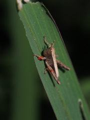 Phlaeoba antennata