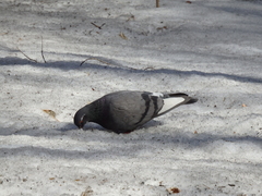 Columba livia domestica