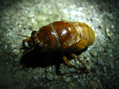 Graptopsaltria nigrofuscata