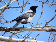 Corvus cornix