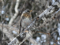 Turdus pilaris