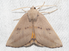 Mnesampela heliochrysa