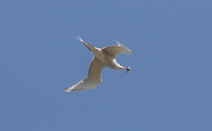 Sterna hirundo