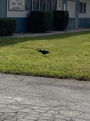 Corvus brachyrhynchos